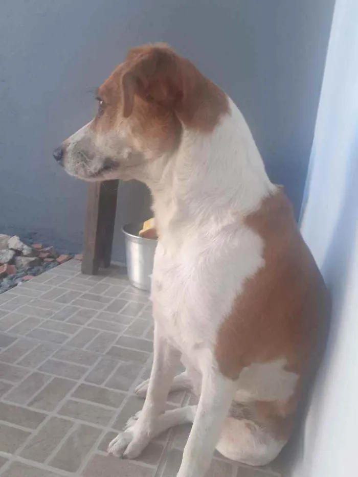 Cachorro ra a Srd idade 1 ano nome Mégui