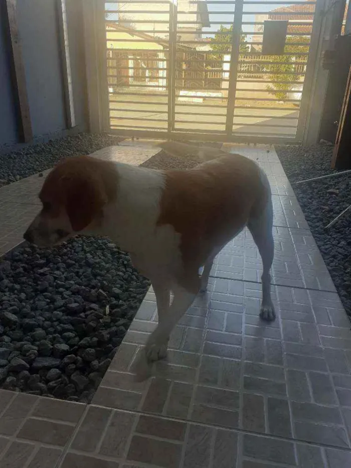 Cachorro ra a Srd idade 1 ano nome Mégui