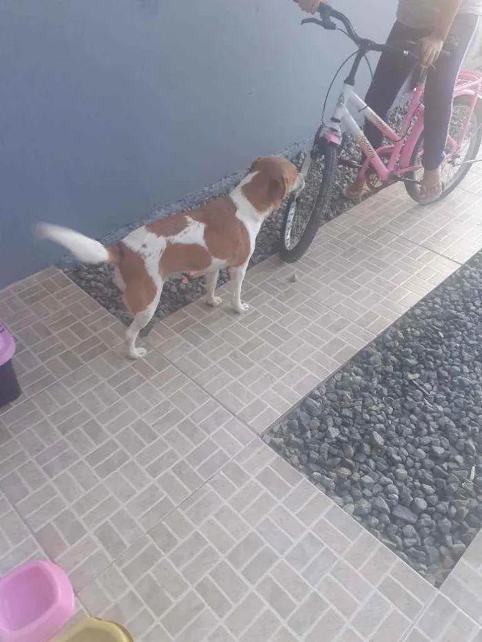 Cachorro ra a Srd idade 1 ano nome Mégui