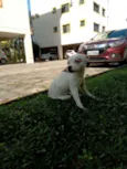 Desconhecido