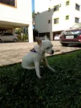 Desconhecido