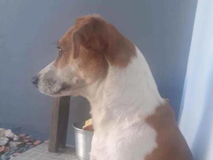 Cachorro ra a Srd idade 1 ano nome Mégui