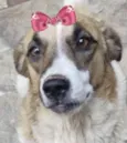 Belinha 