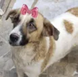 Belinha 
