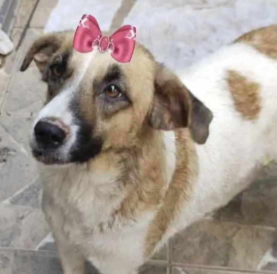 Cachorro ra a Mestiça  idade 7 a 11 meses nome Belinha 