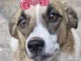 Belinha 