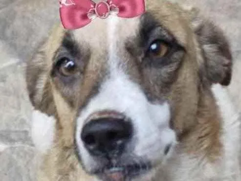 Cachorro ra a Mestiça  idade 7 a 11 meses nome Belinha 