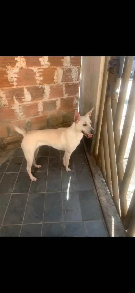 Cachorro ra a Sem raça definida  idade 2 anos nome Nina 