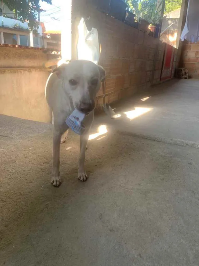 Cachorro ra a Sem raça definida  idade 2 anos nome Nina 