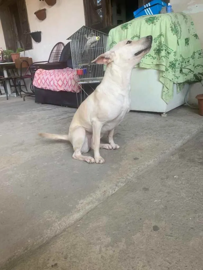 Cachorro ra a Sem raça definida  idade 2 anos nome Nina 