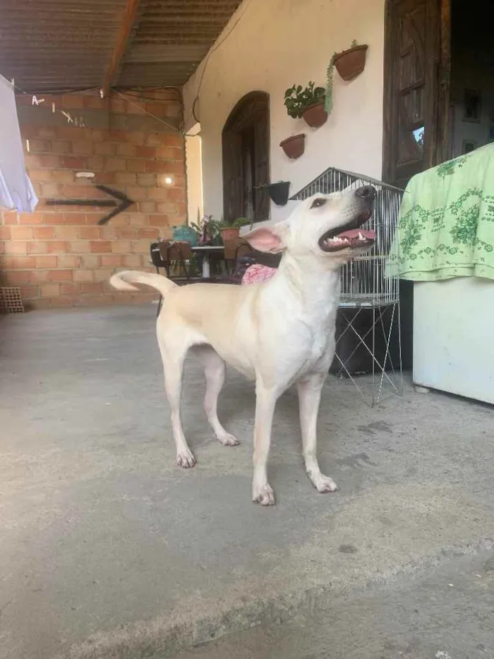 Cachorro ra a Sem raça definida  idade 2 anos nome Nina 