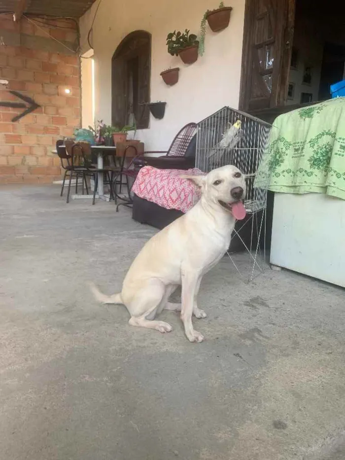 Cachorro ra a Sem raça definida  idade 2 anos nome Nina 