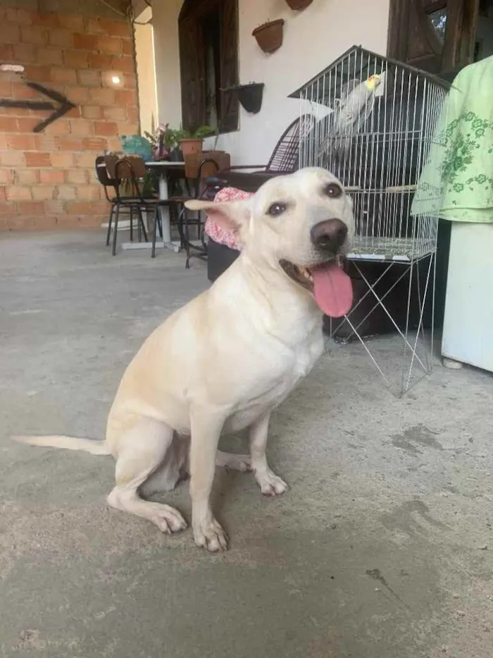 Cachorro ra a Sem raça definida  idade 2 anos nome Nina 