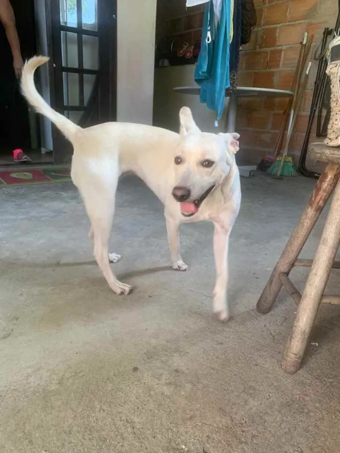 Cachorro ra a Sem raça definida  idade 2 anos nome Nina 