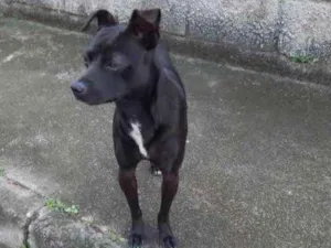 Cachorro raça  idade 2 anos nome Não sei 