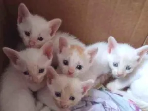 Gato raça Srd idade Abaixo de 2 meses nome Irmãos 