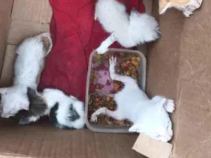 Gato raça Srd idade Abaixo de 2 meses nome Bebês 