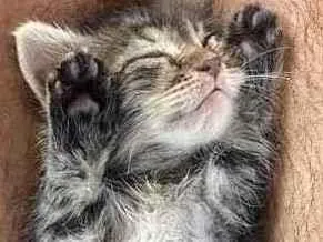 Gato raça Srd idade Abaixo de 2 meses nome Tigresa castrada