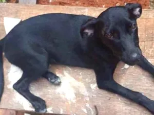 Cachorro raça Srd idade 7 a 11 meses nome Paulinha castrada 