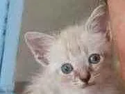Gato raça Srd idade Abaixo de 2 meses nome Azuis