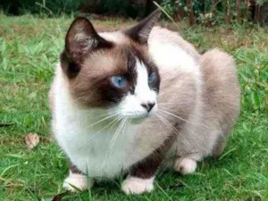 Gato raça Indefinida idade 2 anos nome Guita