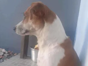 Cachorro raça Srd idade 1 ano nome Mégui