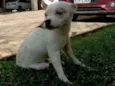 Desconhecido