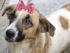 Cachorro raça Mestiça  idade 7 a 11 meses nome Belinha 