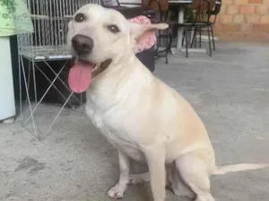 Cachorro raça Sem raça definida  idade 2 anos nome Nina 