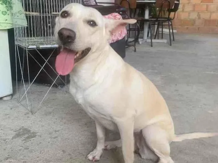 Cachorro ra a Sem raça definida  idade 2 anos nome Nina 