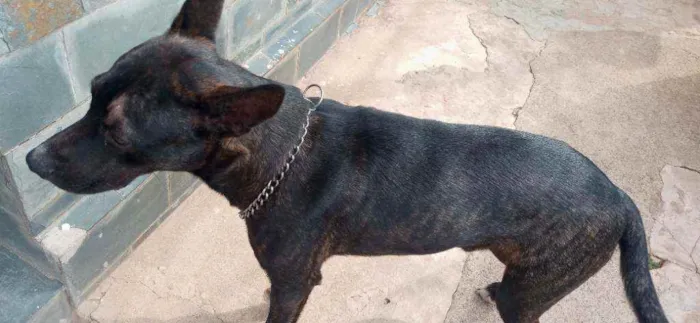 Cachorro raça Pastor alemão com vira lata idade 7 a 11 meses nome Brutos