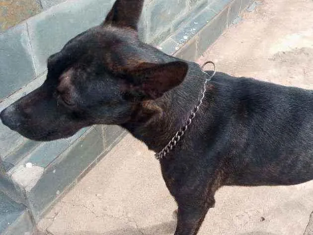 Cachorro raça Pastor alemão com vira lata idade 7 a 11 meses nome Brutos