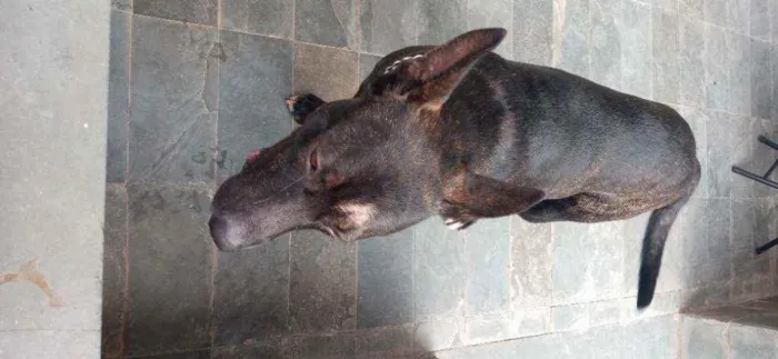 Cachorro raça Pastor alemão com vira lata idade 7 a 11 meses nome Brutos
