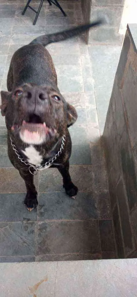 Cachorro raça Pastor alemão com vira lata idade 7 a 11 meses nome Brutos