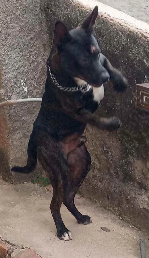 Cachorro raça Pastor alemão com vira lata idade 7 a 11 meses nome Brutos