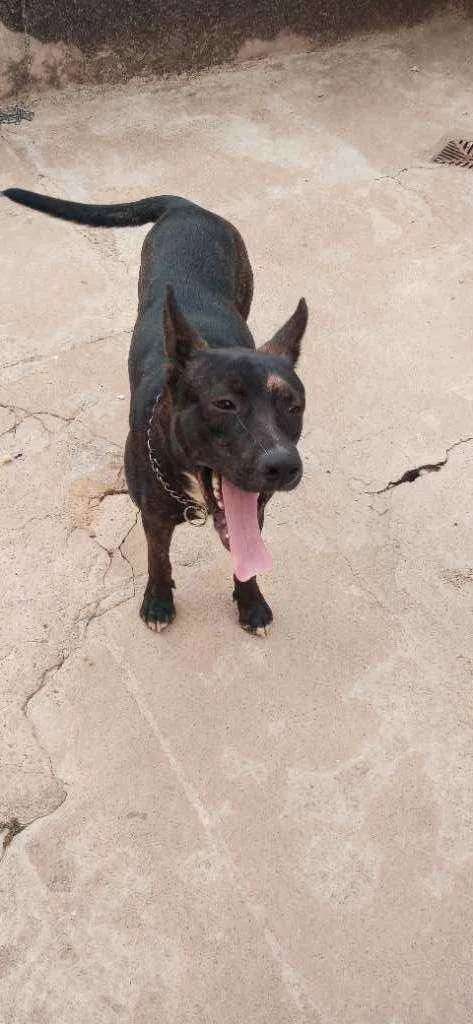 Cachorro raça Pastor alemão com vira lata idade 7 a 11 meses nome Brutos