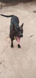 Brutos