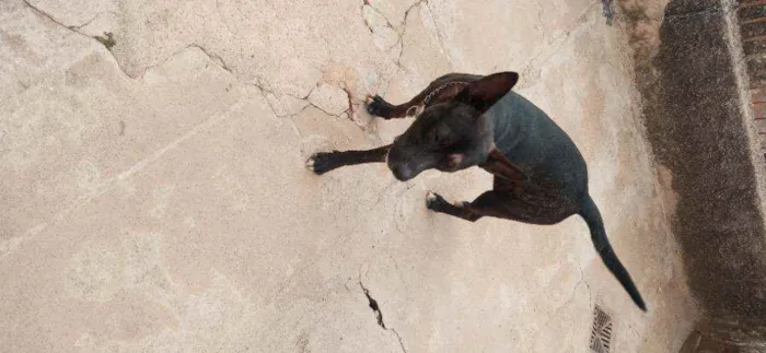 Cachorro raça Pastor alemão com vira lata idade 7 a 11 meses nome Brutos