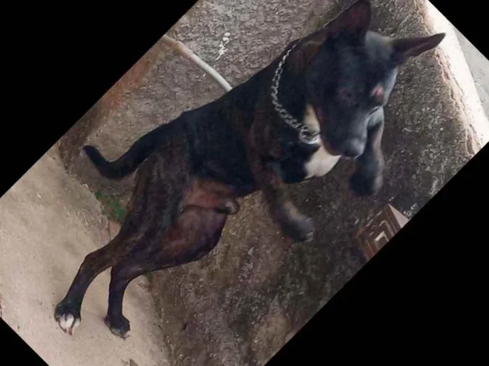 Cachorro raça Pastor alemão com vira lata idade 7 a 11 meses nome Brutos