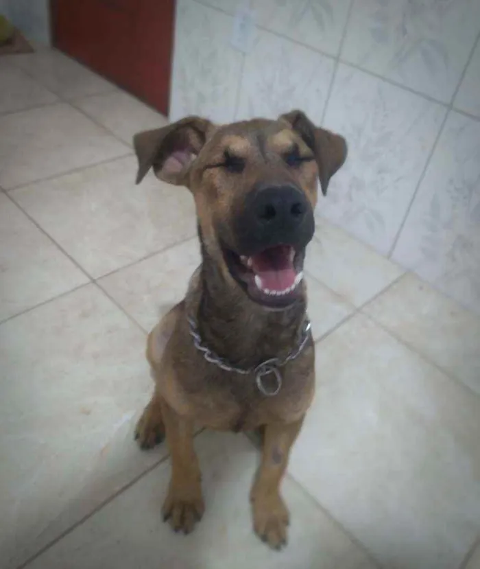 Cachorro ra a Vira-lata idade 2 a 6 meses nome Marronzinho