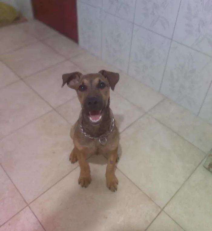 Cachorro ra a Vira-lata idade 2 a 6 meses nome Marronzinho