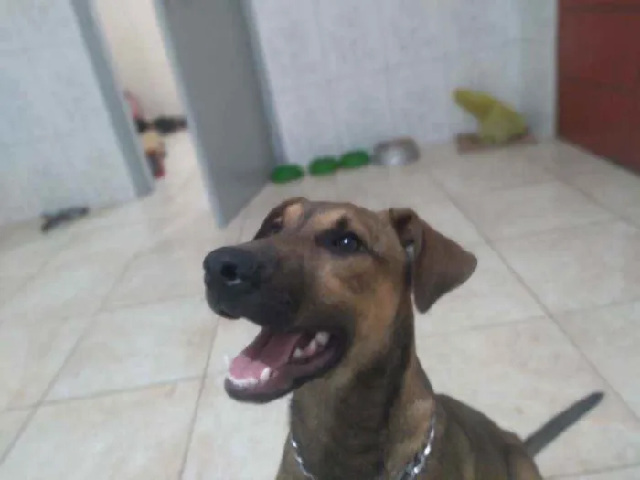 Cachorro ra a Vira-lata idade 2 a 6 meses nome Marronzinho