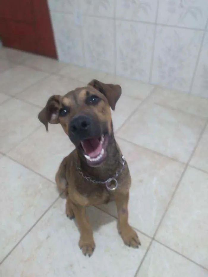 Cachorro ra a Vira-lata idade 2 a 6 meses nome Marronzinho