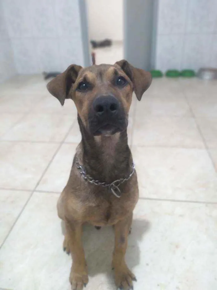 Cachorro ra a Vira-lata idade 2 a 6 meses nome Marronzinho