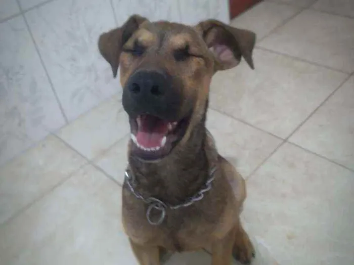 Cachorro ra a Vira-lata idade 2 a 6 meses nome Marronzinho