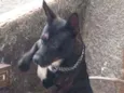 Brutos