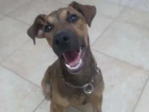 Cachorro raça Vira-lata idade 2 a 6 meses nome Marronzinho