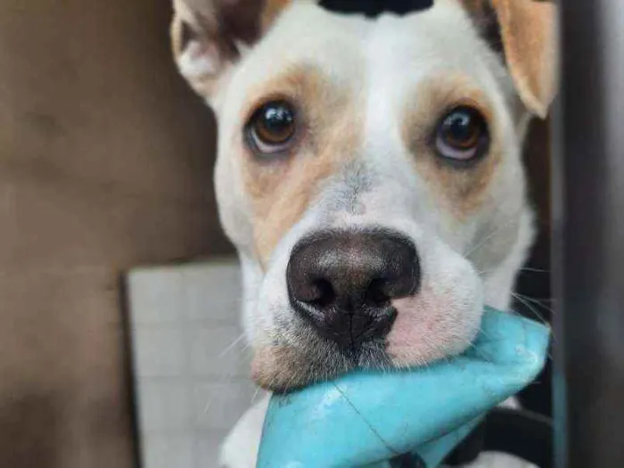 Cachorro ra a SRD idade 2 anos nome Haika