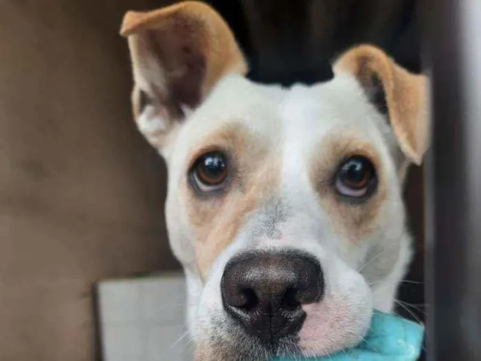 Cachorro ra a SRD idade 2 anos nome Haika