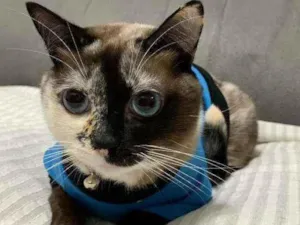 Gato raça Sem raça definida idade 3 anos nome Nina